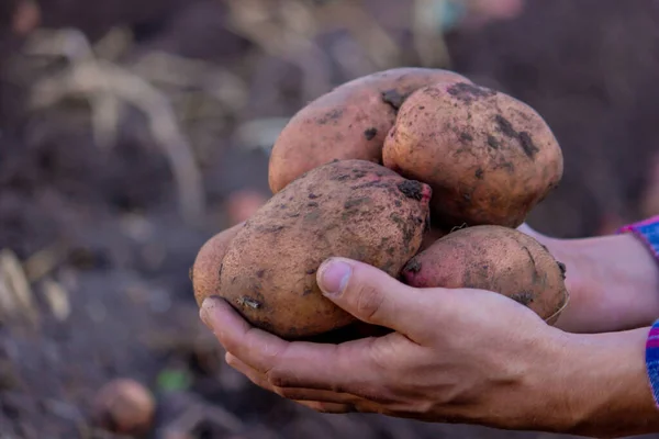 農家は収穫したばかりのジャガイモを手に持っている 選択的焦点 — ストック写真