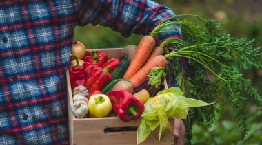 Çiftçi taze toplanmış sebzelerle dolu bir kutu tutuyor. Doğa. seçici odak