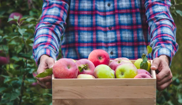 stock image Farmer hands holding box with fresh ripe organic apples on farm. Selective focus