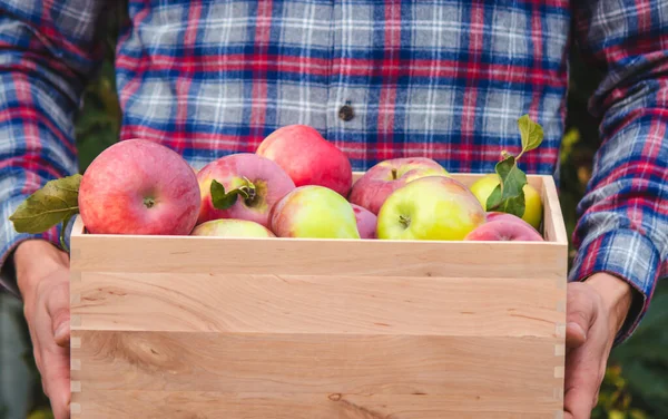 Farmer hands holding box with fresh ripe organic apples on farm. Selective focus