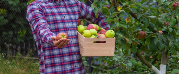 Farmerskie Ręce Trzymające Pudełko Świeżo Dojrzałymi Organicznymi Jabłkami Farmie Skupienie — Zdjęcie stockowe