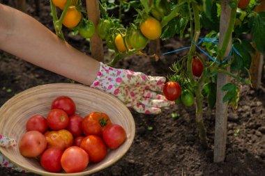 The farmer harvests tomatoes in the garden. Selective focus. Food.