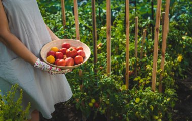 The farmer harvests tomatoes in the garden. Selective focus. Food.