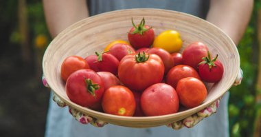 The farmer harvests tomatoes in the garden. Selective focus. Food.