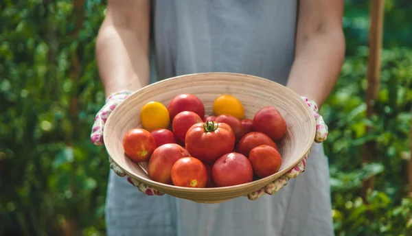 Αγρότης Μαζεύει Ντομάτες Στον Κήπο Επιλεκτική Εστίαση Τρόφιμα — Φωτογραφία Αρχείου