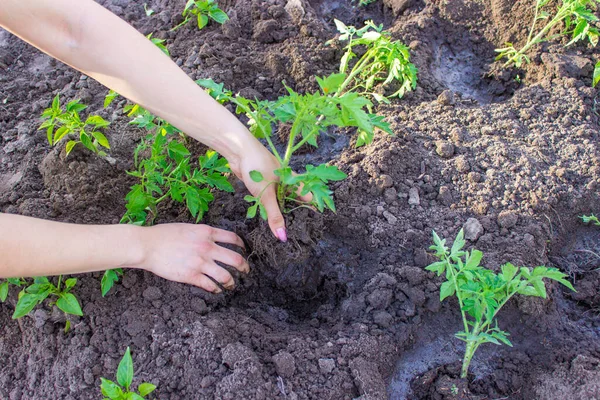 Der Gärtner Pflanzt Tomatensetzlinge Die Erde Selektiver Fokus — Stockfoto
