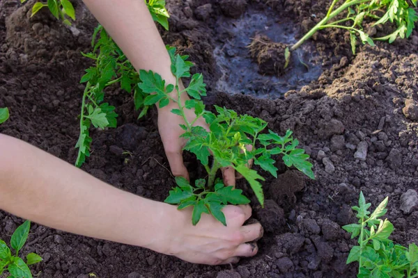 Jardinero Está Plantando Plántulas Tomate Suelo Enfoque Selectivo —  Fotos de Stock