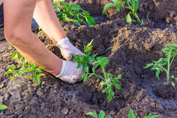 stock image The gardener is planting tomato seedlings in the ground. selective focus