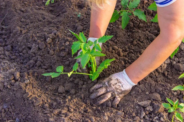 stock image The gardener is planting tomato seedlings in the ground. selective focus