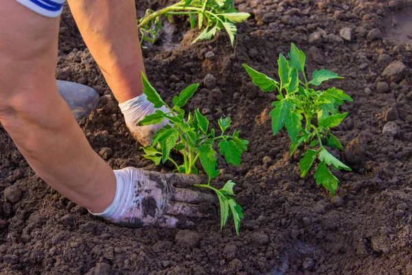 庭師はトマトの苗を地面に植えます 選択的焦点 — ストック写真