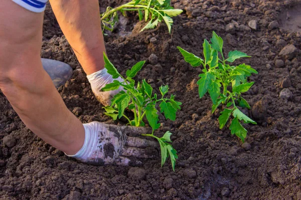 Giardiniere Sta Piantando Piantine Pomodoro Nel Terreno Focus Selettivo — Foto Stock