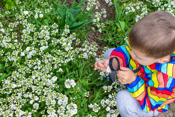 Dziecko Patrzy Przez Szkło Powiększające Powiększenie Kwiatów Ukierunkowanie Selektywne — Zdjęcie stockowe