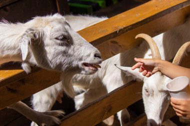 Çocuk hayvanat bahçesindeki hayvanları besler. seçici odak