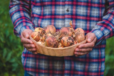 Çiftçi elinde bir yay tutuyor. seçici odak