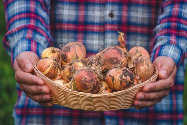 Çiftçi elinde bir yay tutuyor. seçici odak