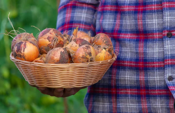 stock image the farmer holds a bow in his hands. selective focus