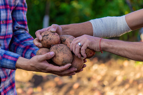 A farmer with dirty hands holds freshly picked potatoes in his hands. selective focus