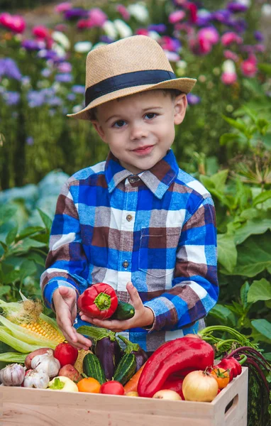 Bir Çocuk Taze Toplanmış Sebzeleri Elinde Tutuyor Sebzeler Kutuda Seçici — Stok fotoğraf