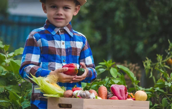Bir Çocuk Taze Toplanmış Sebzeleri Elinde Tutuyor Sebzeler Kutuda Seçici — Stok fotoğraf