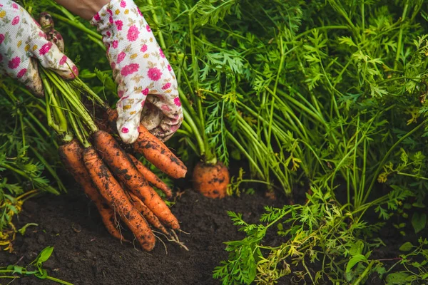 Farmer Woman Harvests Carrots Garden Selective Focus Food — ストック写真