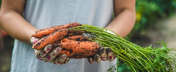 Farmer Woman Harvests Carrots Garden Selective Focus Food — ストック写真