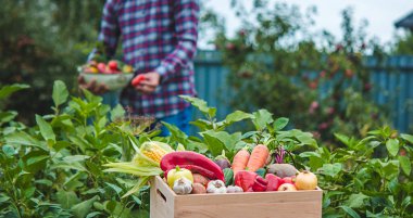 Bir çiftçi bahçede sebze toplar. Seçici odaklanma. yiyecek.