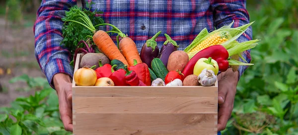 stock image A farmer keeps vegetables in the garden. Selective focus. food.