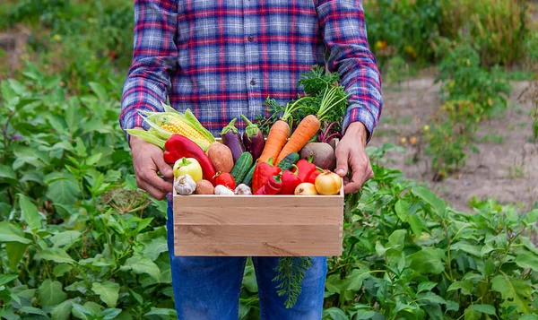 農家は庭に野菜を置いておく 選択的フォーカス 食べ物 — ストック写真