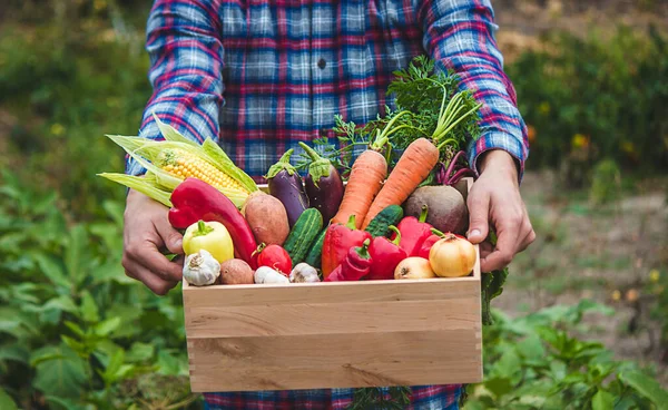 stock image A farmer keeps vegetables in the garden. Selective focus. food.