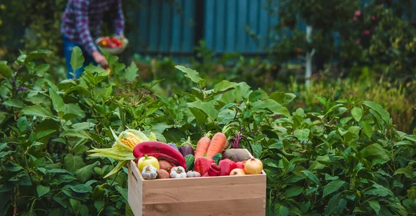 Bir Çiftçi Bahçede Sebze Toplar Seçici Odaklanma Yiyecek — Stok fotoğraf