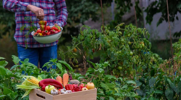 Bir Çiftçi Bahçede Sebze Toplar Seçici Odaklanma Yiyecek — Stok fotoğraf