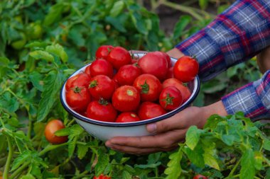 Çiftçi bir adam elinde domates mahsulü tutuyor. Seçici odaklanma. Doğa.