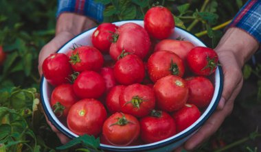 Çiftçi bir adam elinde domates mahsulü tutuyor. Seçici odaklanma. Doğa.