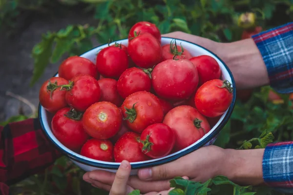 Çiftçi bir adam elinde domates mahsulü tutuyor. Seçici odaklanma. Doğa.