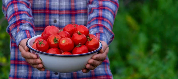 Ένας Αγρότης Κρατάει Μια Καλλιέργεια Ντομάτας Στα Χέρια Του Επιλεκτική — Φωτογραφία Αρχείου