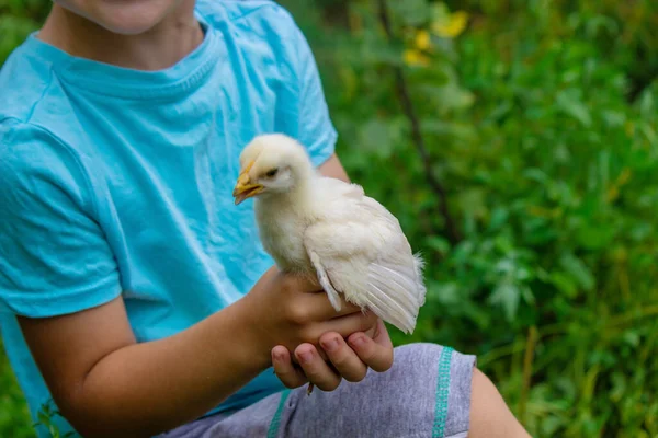 子供は鶏を手に持っている 少年と鳥だ 選択的焦点 — ストック写真