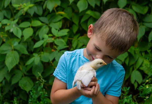 Ένα Παιδί Κρατάει Ένα Κοτόπουλο Στα Χέρια Του Ένα Αγόρι — Φωτογραφία Αρχείου