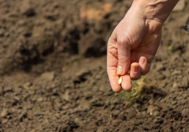 Bahçeye kabak tohumu ekiyorum. Seçici odak