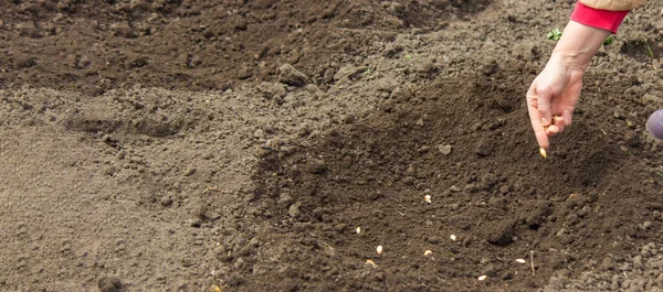 stock image hand planting squash pumpkin seeds in the garden. Selective focus