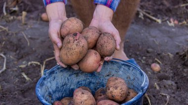Bahçede kürek ve patates. Çiftçi patatesleri elinde tutuyor. Patates topluyorum.