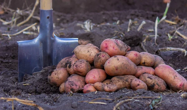 stock image Shovel and potatoes in the garden. The farmer holds potatoes in his hands. Harvesting potatoes