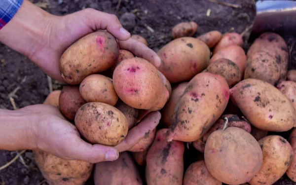 Stock image Shovel and potatoes in the garden. The farmer holds potatoes in his hands. Harvesting potatoes