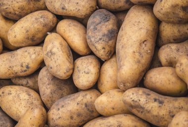 Taze toplanmış patates. Çiftlikte hasat et. Seçici odak