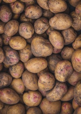 Taze toplanmış patates. Çiftlikte hasat et. Seçici odak