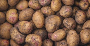 Taze toplanmış patates. Çiftlikte hasat et. Seçici odak