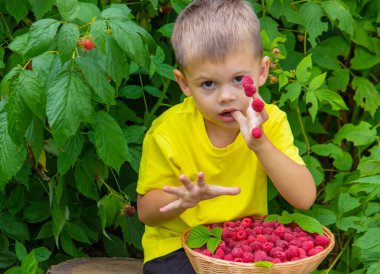 Küçük mutlu bir çocuk ahududu yiyor ve elinde böğürtlenli bir sepet tutuyor. Seçici odak