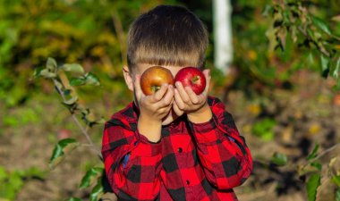 Bir çocuk bahçedeki bir ağaçtan elma koparıyor. Çiftlikte hasat et. Seçici odak