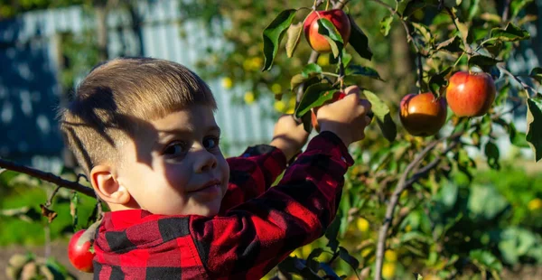 Bir Çocuk Bahçedeki Bir Ağaçtan Elma Koparıyor Çiftlikte Hasat Seçici — Stok fotoğraf