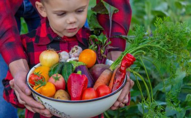 Bir çocuk elinde sebze hasadı tutuyor. Seçici odaklanma. Doğa.