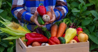 Bir çocuk elinde sebze hasadı tutuyor. Seçici odaklanma. Doğa.